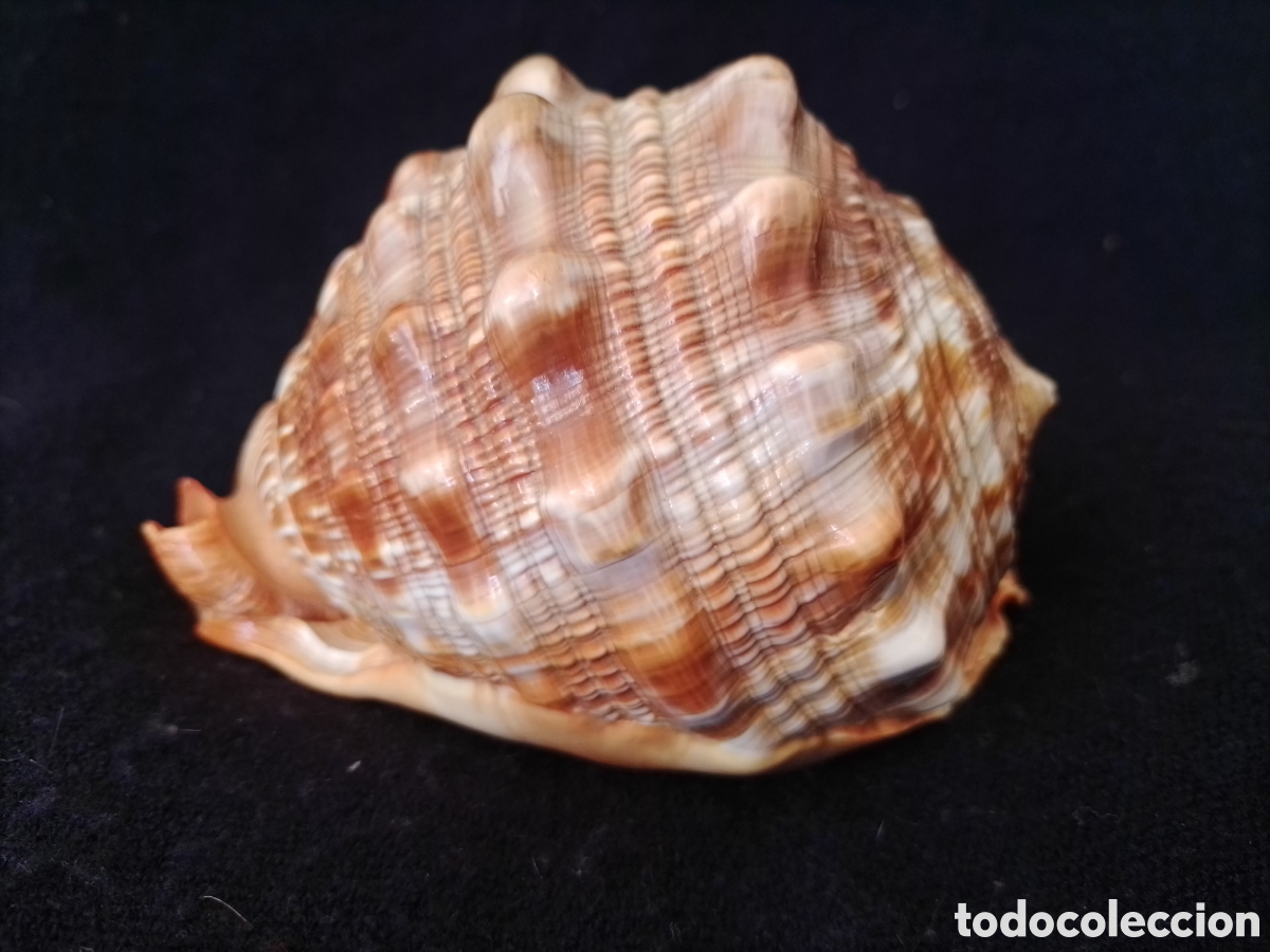 Coleccionismo de moluscos: Caracola marina 14cm - Foto 3