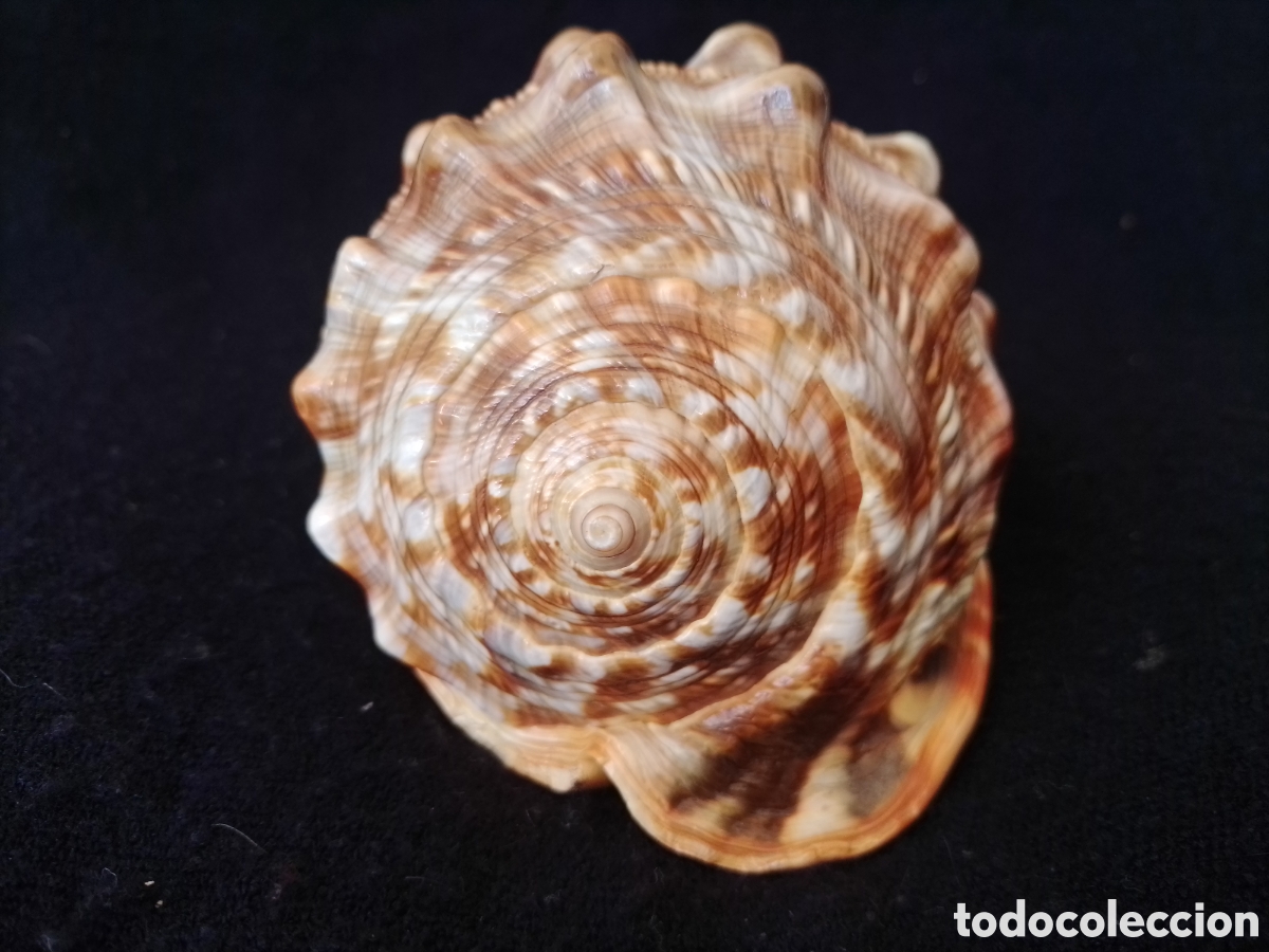 Coleccionismo de moluscos: Caracola marina 14cm - Foto 4
