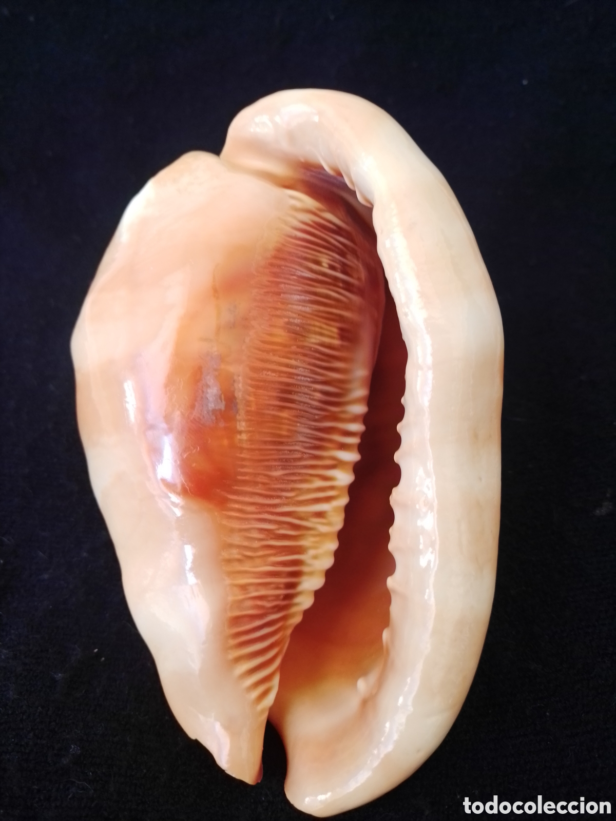 Coleccionismo de moluscos: Caracola marina 14cm - Foto 5
