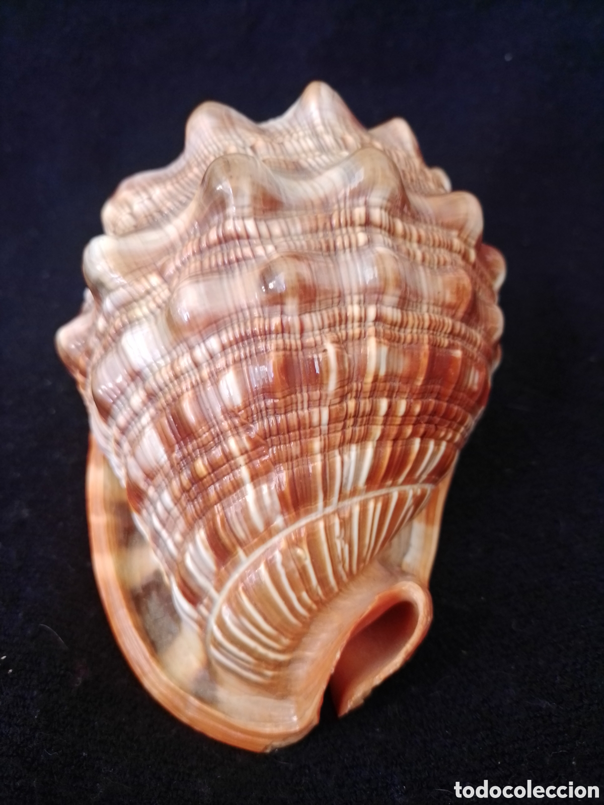 Coleccionismo de moluscos: Caracola marina 14cm