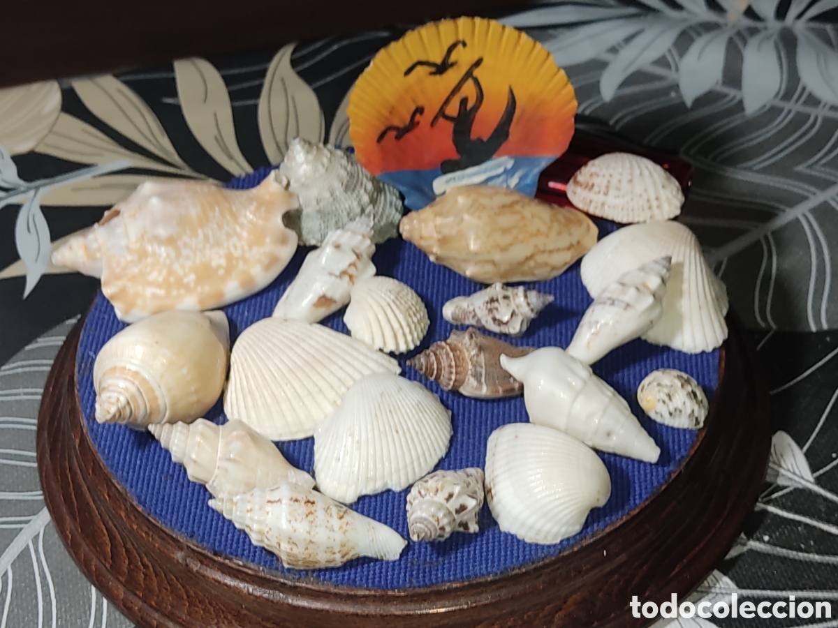 Coleccionismo de moluscos: Lote de caracolas o caracoles y almejas de mar para pecera o decoraci&oacute;n.