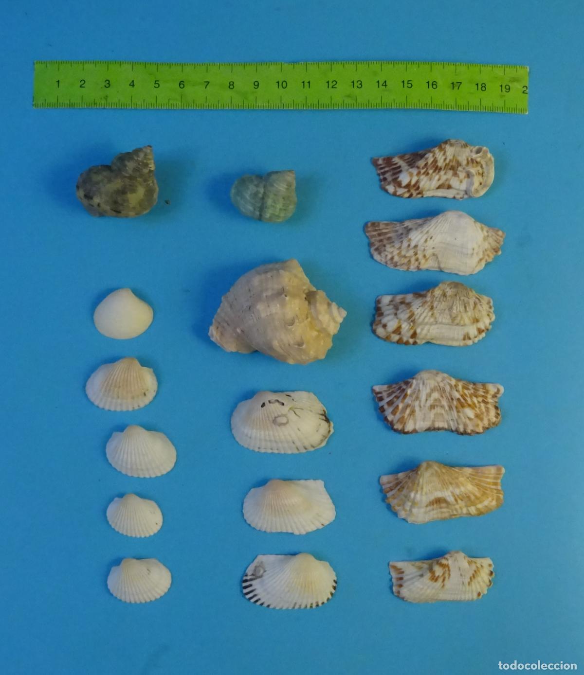 Coleccionismo de moluscos: LOTE 17 CONCHAS MARINAS. MALACOLOG&Iacute;A