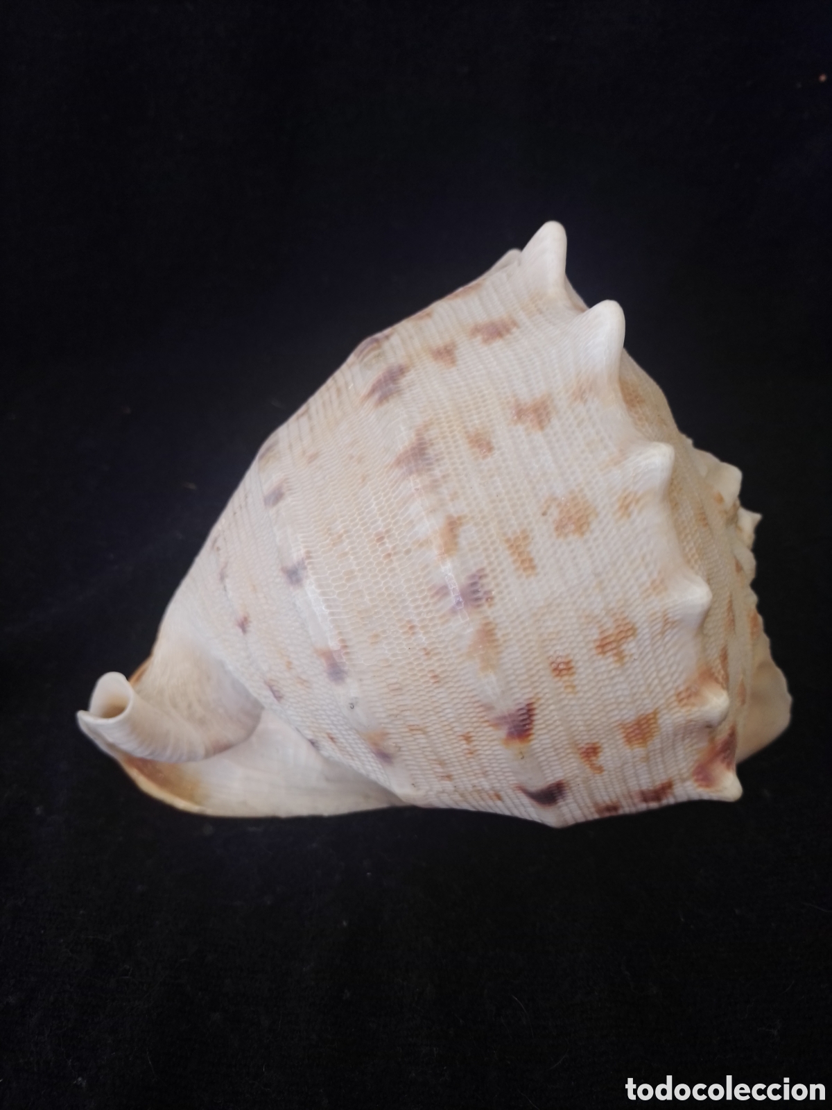 Molluscs collecting: Antigua Caracola Cassis?