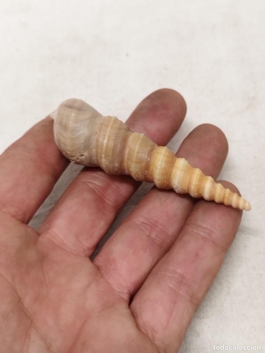 Collezionismo di molluschi: Antigua caracola marina, gaster&oacute;podo turritellidae.