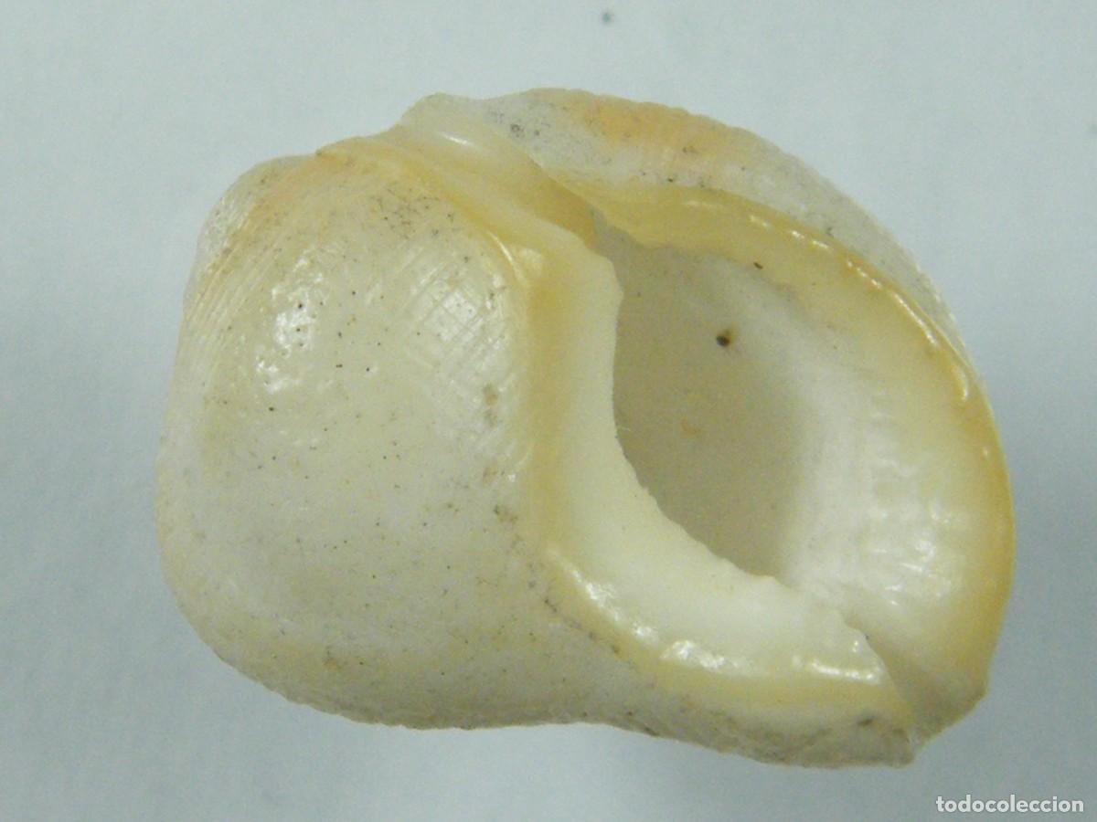 Collectionnisme de mollusques: #36000 Bursa (Aspa) marginata, Islas Canarias.