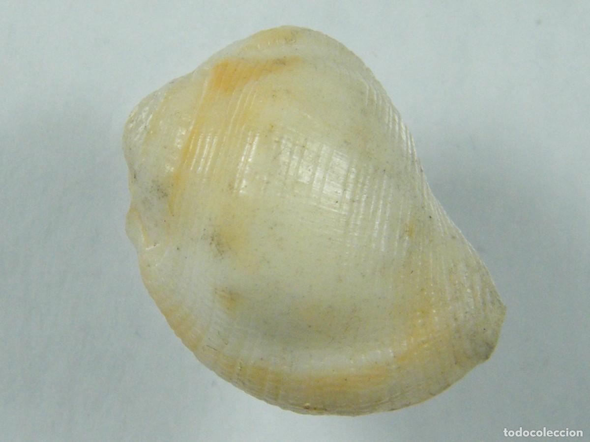 Coleccionismo de moluscos: #36000 Bursa (Aspa) marginata, Islas Canarias. - Foto 2