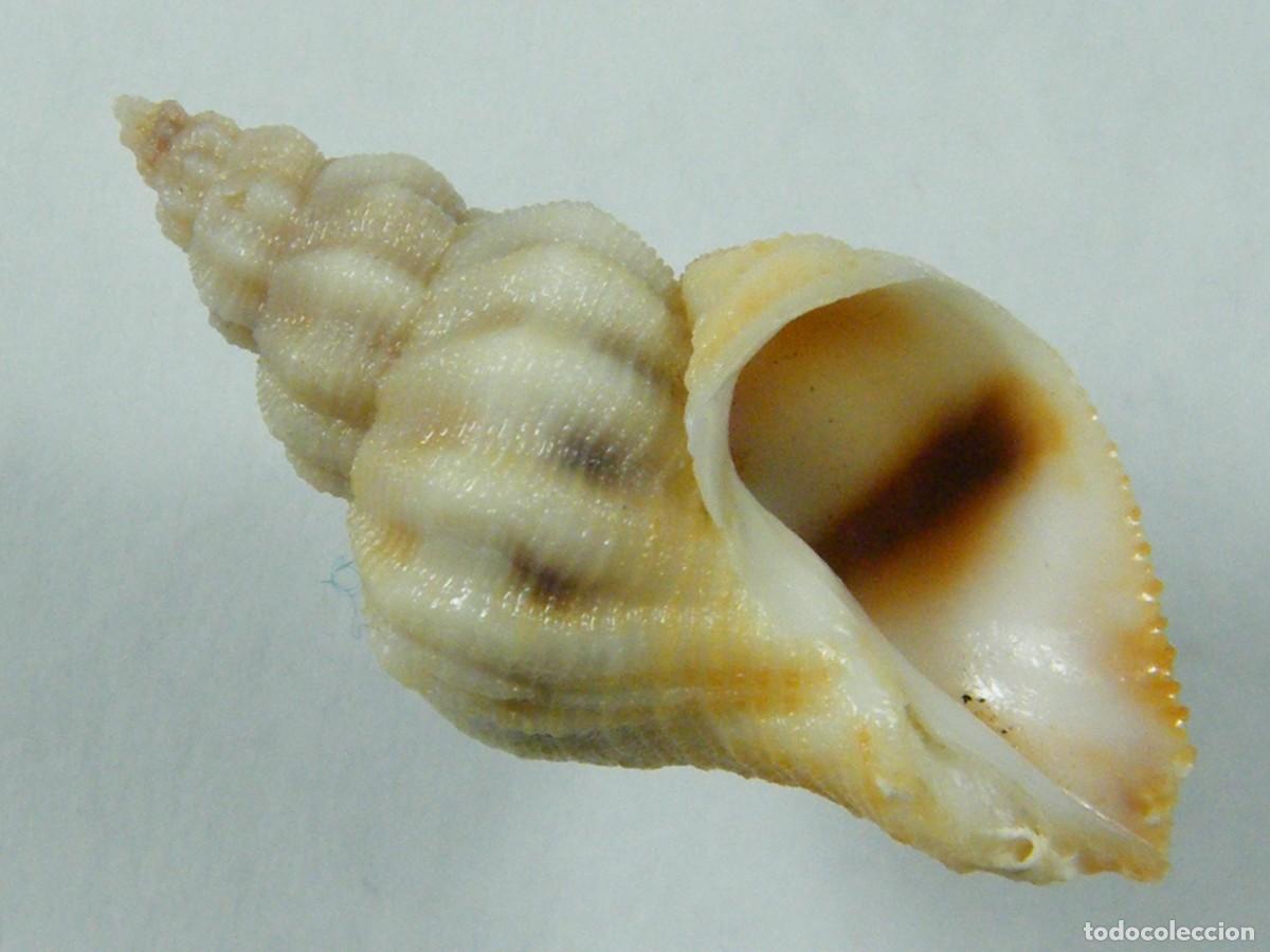 Collectionnisme de mollusques: #36003 Coralliophila rubrococcinea, Filipinas.