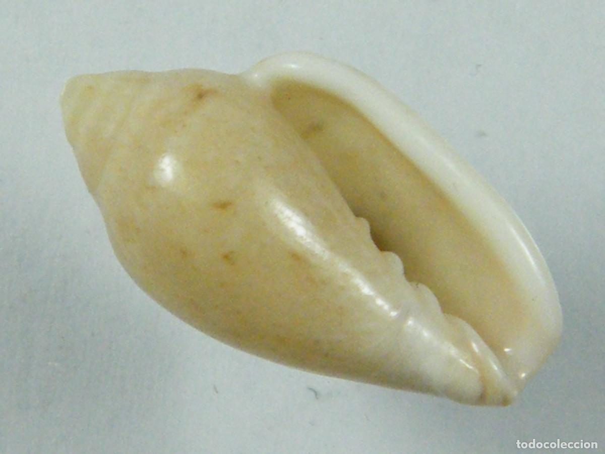 Collectionnisme de mollusques: #36009 Marginella piperata. Sud&aacute;frica.
