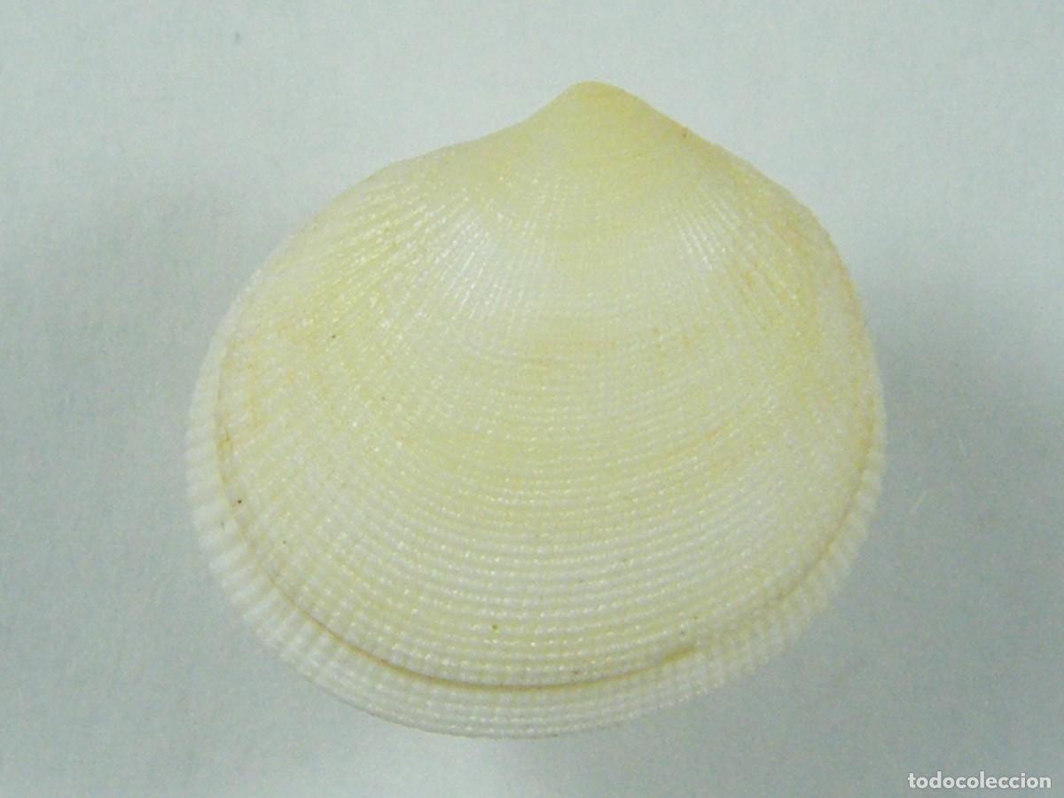 Collectionnisme de mollusques: #36013 Ctena decussata, Italia.