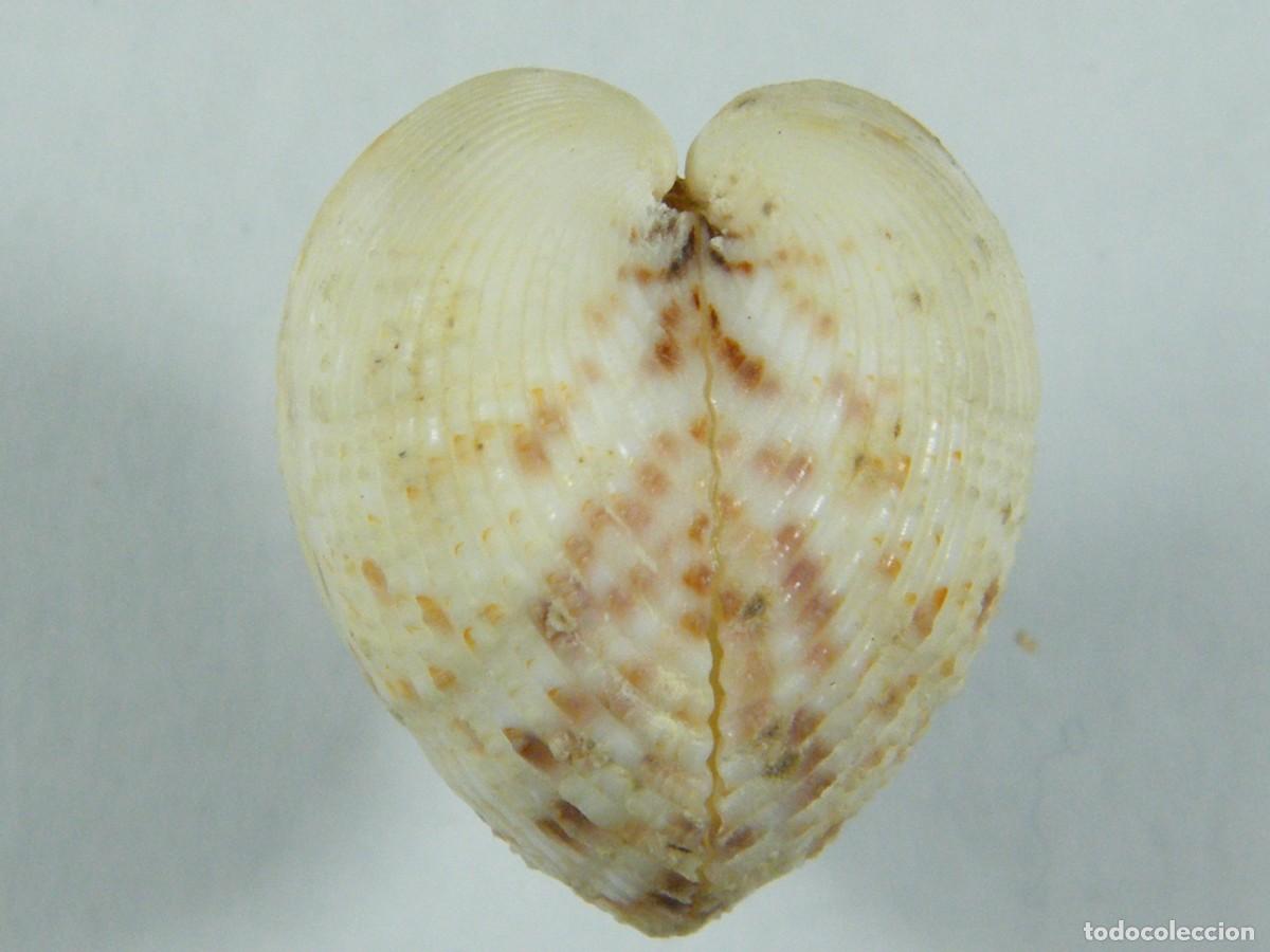 Collectionnisme de mollusques: #36032 Americardia media, Florida, USA.
