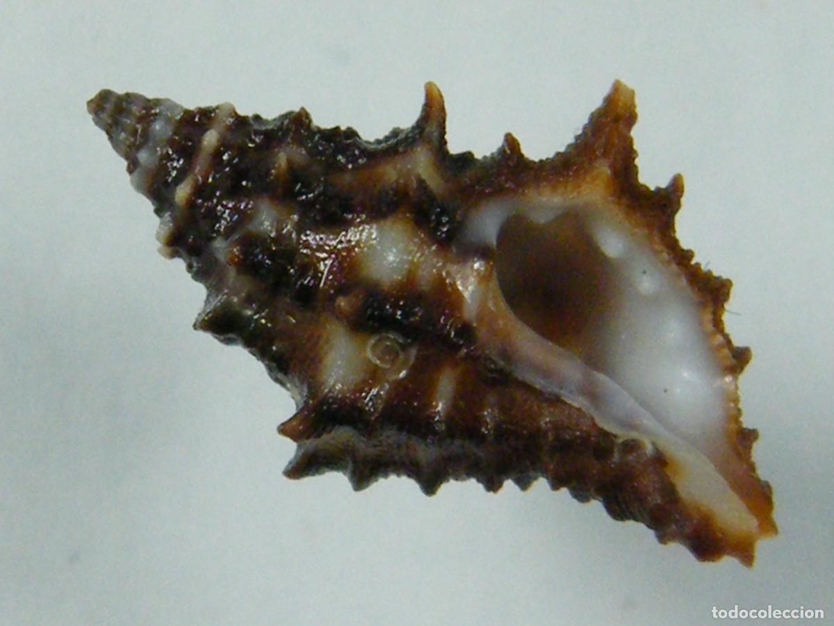 Collectionnisme de mollusques: #36016 Muricopsis zeteki, Panam&aacute;.