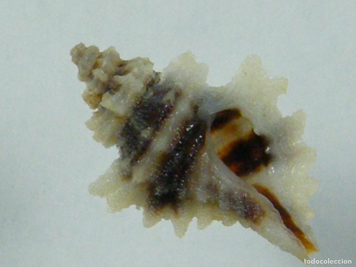 Collectionnisme de mollusques: #36022 Eupleura nitida, Panam&aacute;.