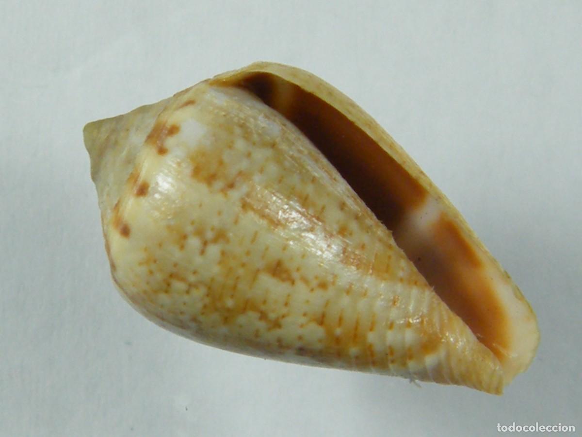 Collezionismo di molluschi: #36046 Conus mediterraneus, Espa&ntilde;a.