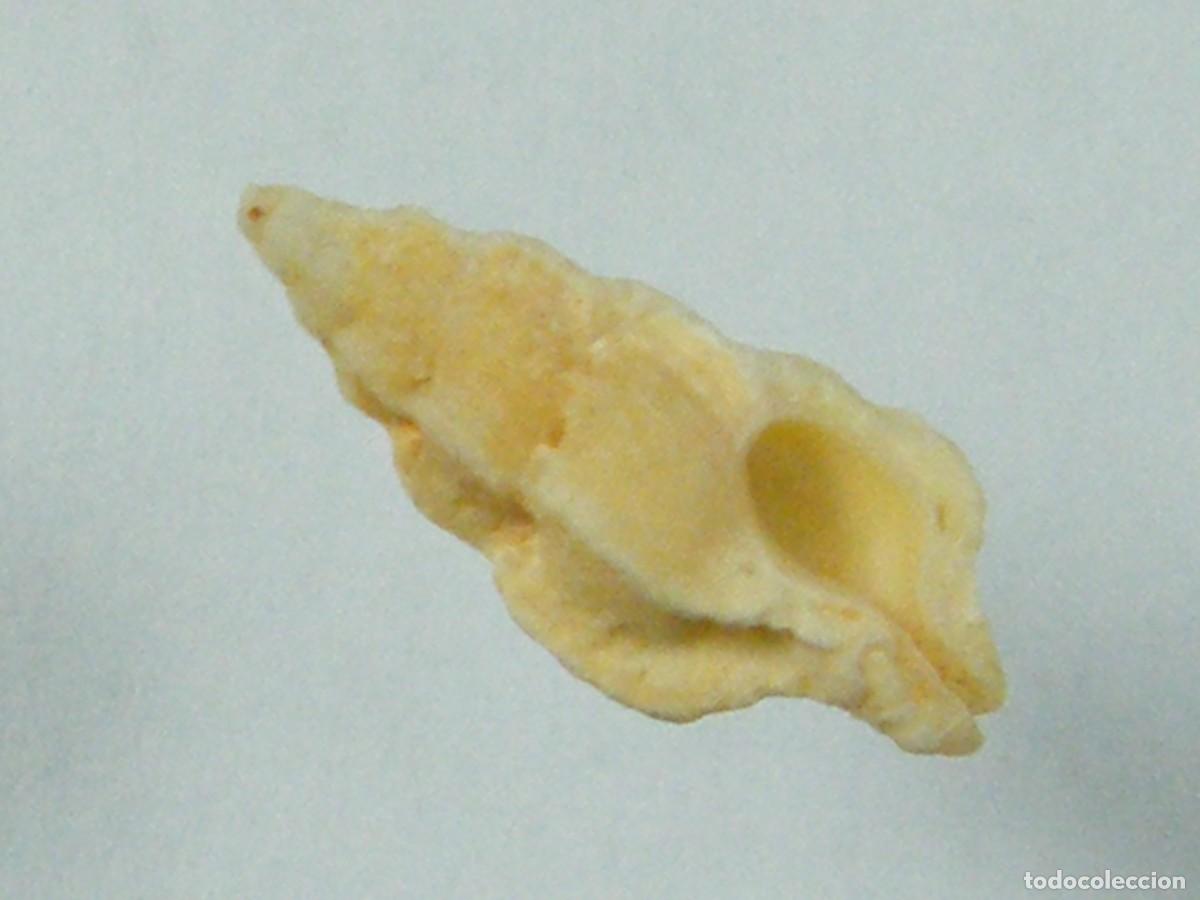 Collezionismo di molluschi: #36023 Aspella platylaevis, Australia.