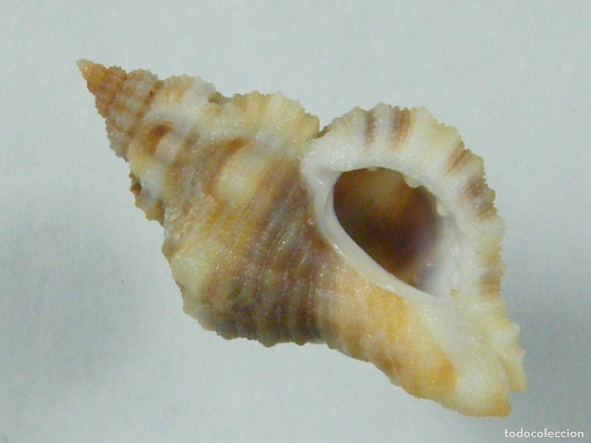 Collezionismo di molluschi: #36020 Ocenebra inermicosta, Gambia.
