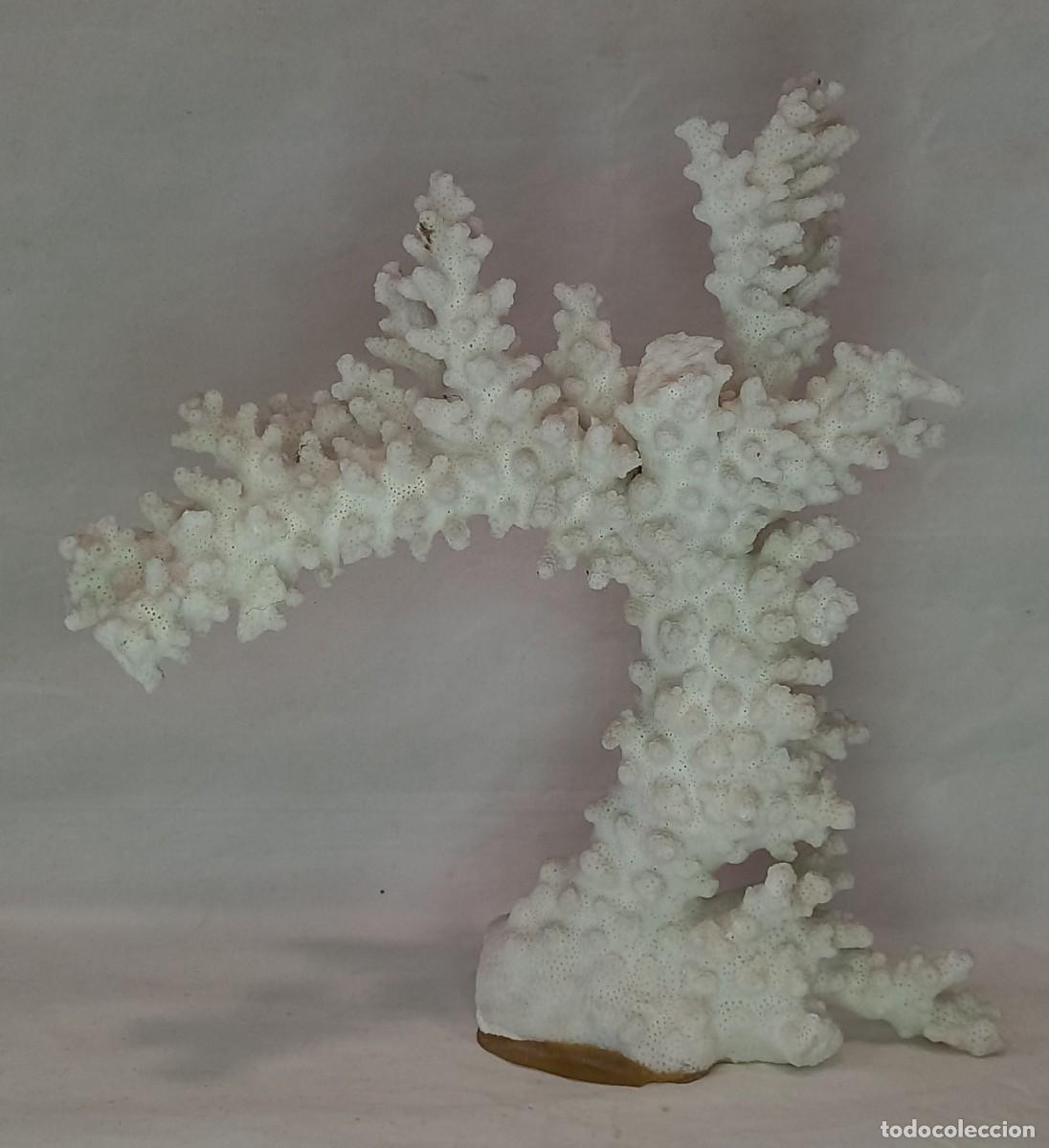 Coleccionismo de moluscos: IMPRESIONANTE Y ANTIGUA RAMA DE CORAL BLANCO - NO FOSIL