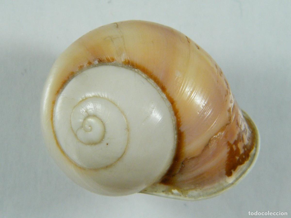 Coleccionismo de moluscos: #36033 Calocochlia zonifera, Islas Filipinas.