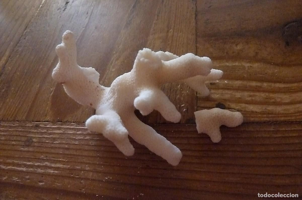 Collezionismo di molluschi: Peque&ntilde;a rama coral blanco. LEER