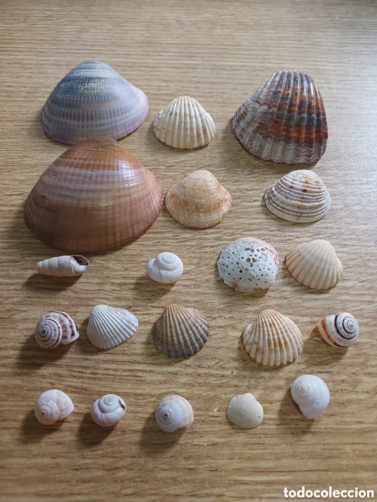 Coleccionismo de moluscos: COLECCI&Oacute;N DE 20 PIEZAS DE CONCHAS MARINAS