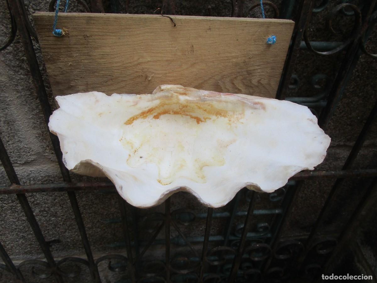 Coleccionismo de moluscos: ANTIGUA VALVA DE CONCHA MARINA &rdquo; TRIDACNA GIGAS &rdquo; 44X2CM, 6,8KG - MARES DEL SUR FILIPINAS + INFO