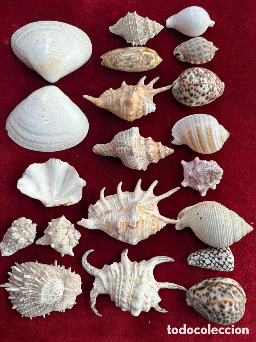 Collectionnisme de mollusques: Gran lote de conchas y caracolas muy decorativas!