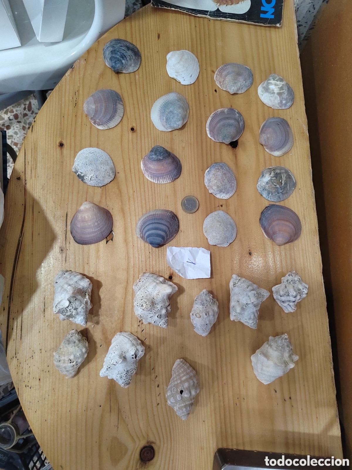 Collectionnisme de mollusques: Lote caracoles de mar