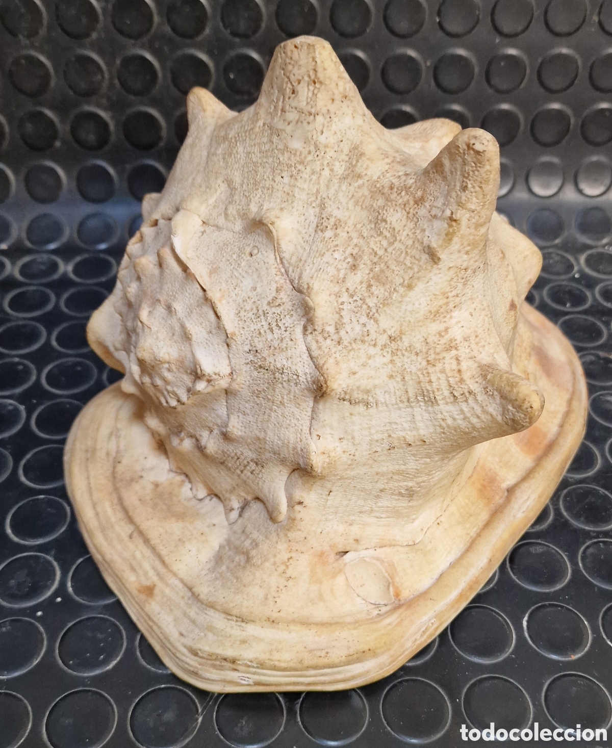 Coleccionismo de moluscos: Caracol marino de gran tama&ntilde;o Casco cornudo o Cassis Cornuta 25 cm