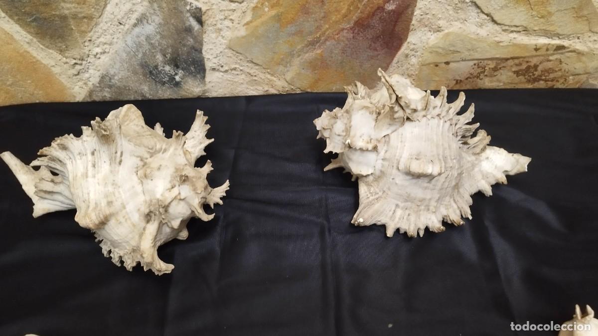 Coleccionismo de moluscos: Lote 5 caracolas grandes antiguas - Murex y Casco - Colecci&oacute;n 1920 - Alicante