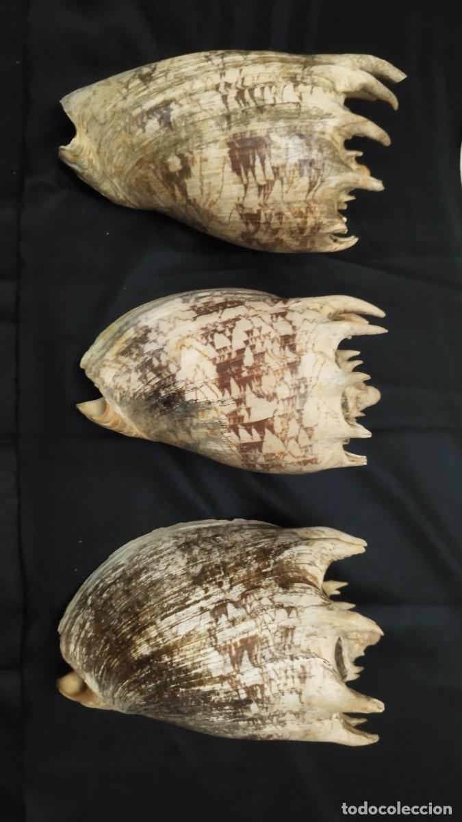 Coleccionismo de moluscos: Lote 5 caracolas marinas GRANDES antiguas - Murex y Casco - Colecci&oacute;n 1920 Alicante
