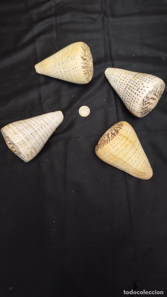 Coleccionismo de moluscos: Colecci&oacute;n 24 caracolas marinas antiguas - Fasciolaria, Lambis, Conus, Melo - 1920 Alicante