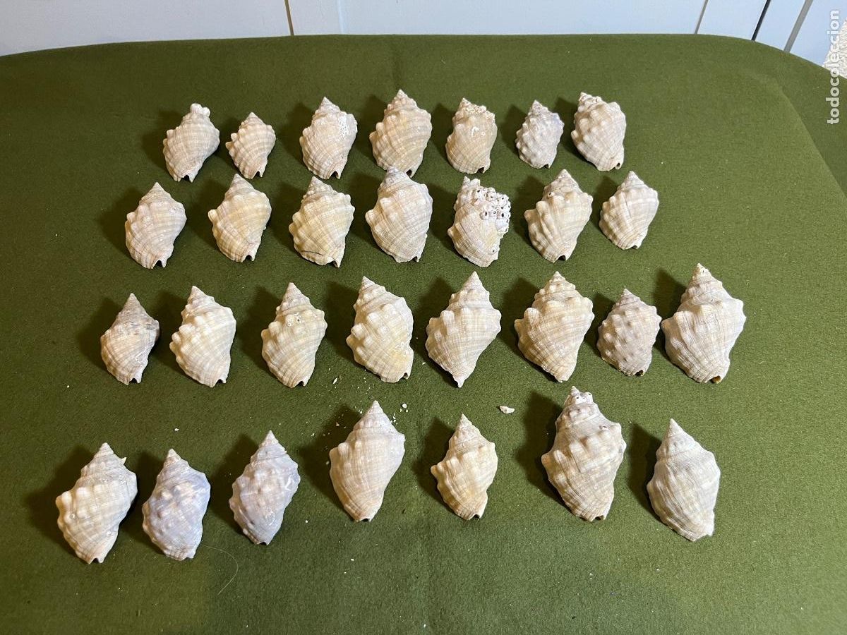 Colecionismo de moluscos: Lote de 26 conchas marinas Rapana venosa naturales grandes para decoraci&oacute;n, coleccionismo y manualid
