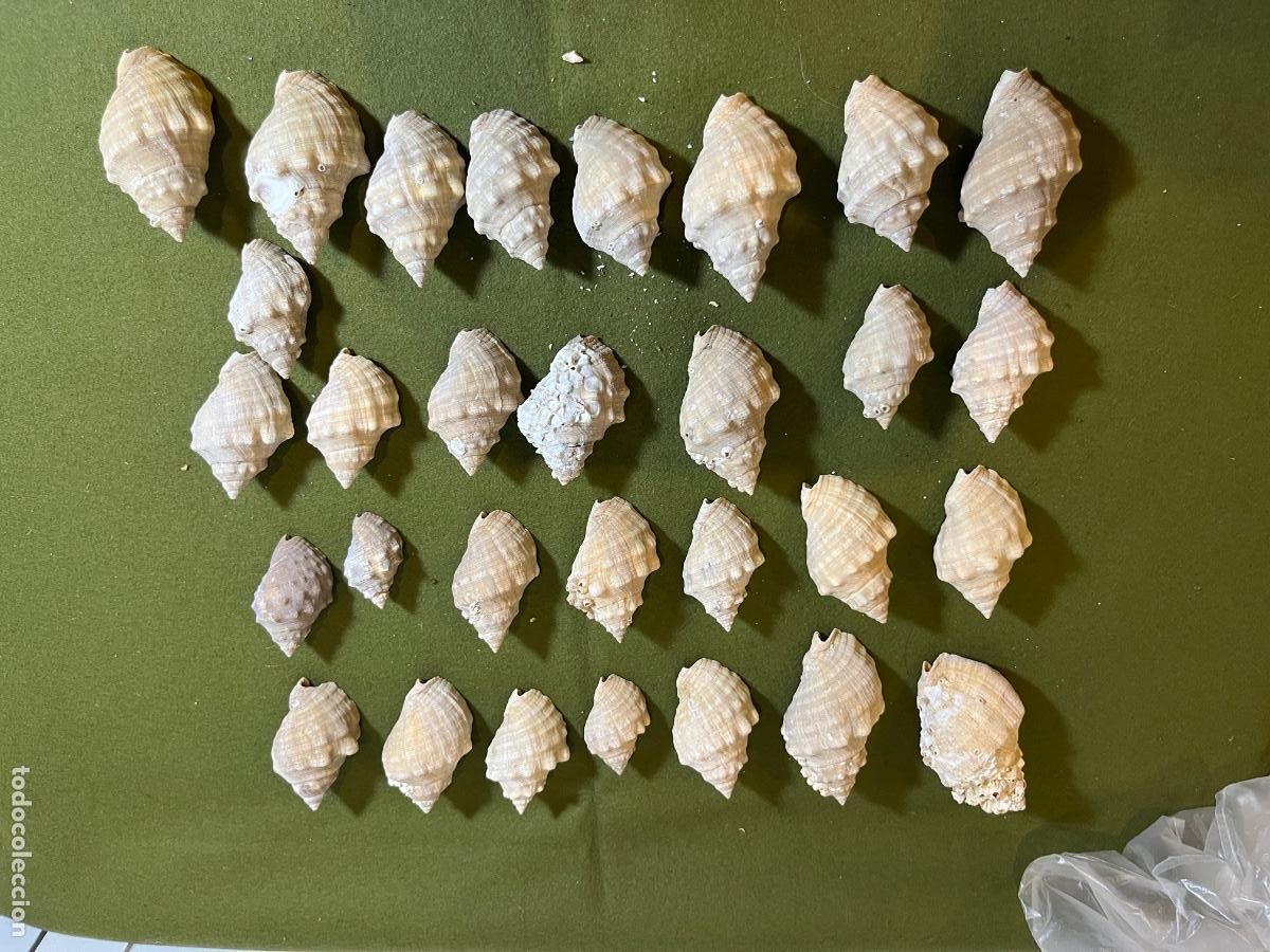 Coleccionismo de moluscos: Lote de 29 conchas marinas Rapana venosa naturales grandes para decoraci&oacute;n, coleccionismo y manualid