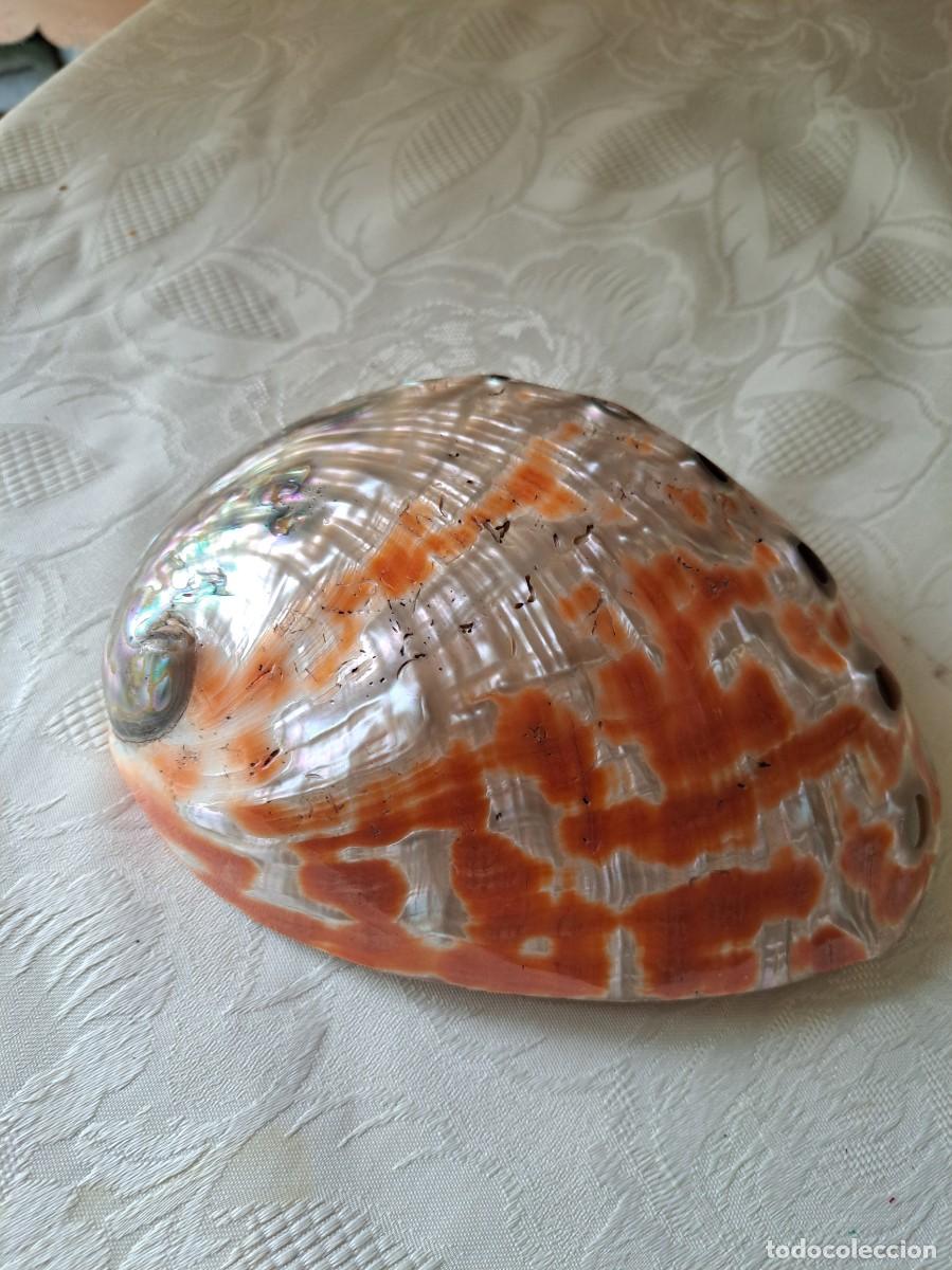 Coleccionismo de moluscos: Concha Abul&oacute;n Oreja de Mar, n&aacute;car. - Foto 7
