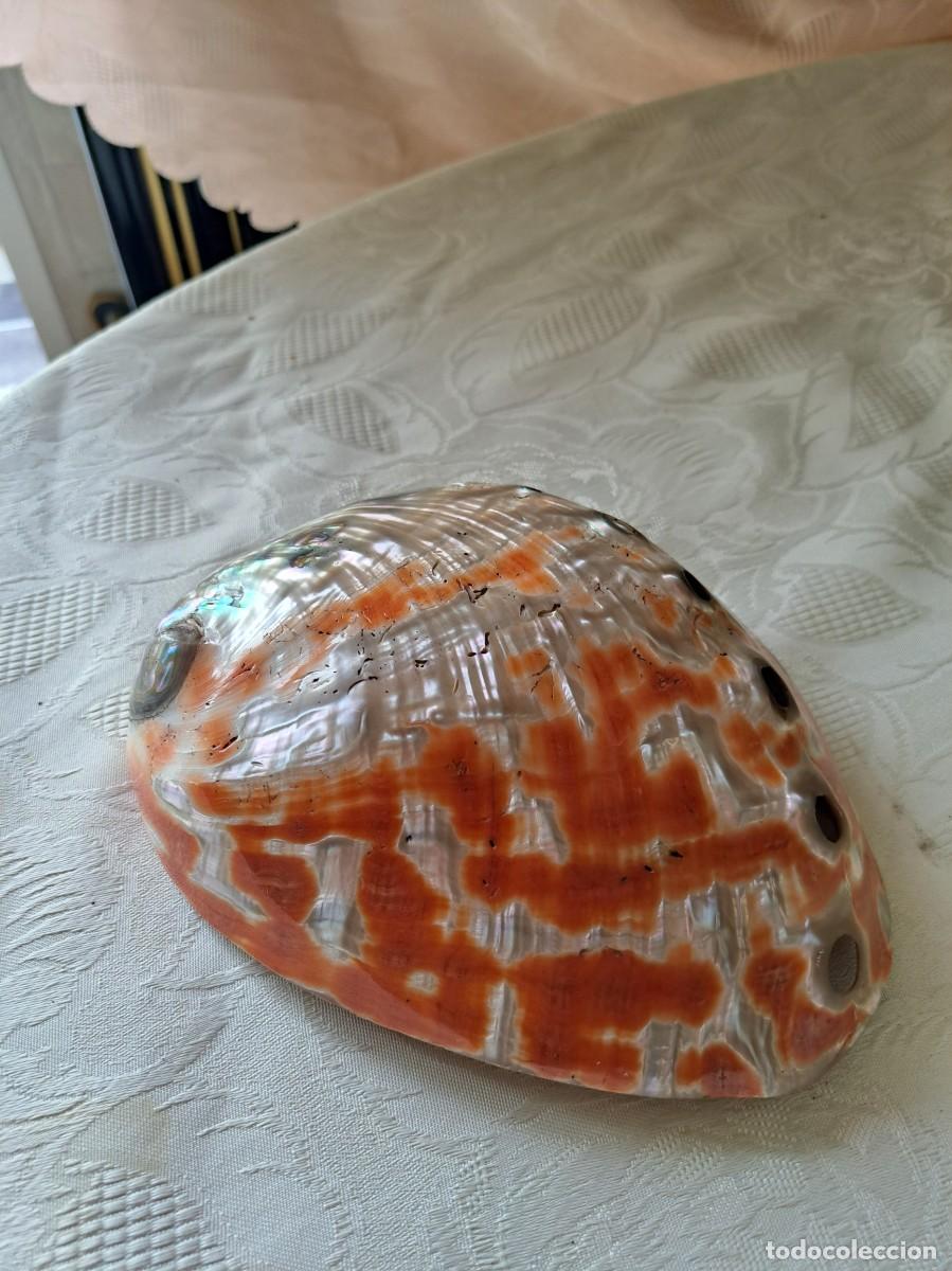 Coleccionismo de moluscos: Concha Abul&oacute;n Oreja de Mar, n&aacute;car. - Foto 8