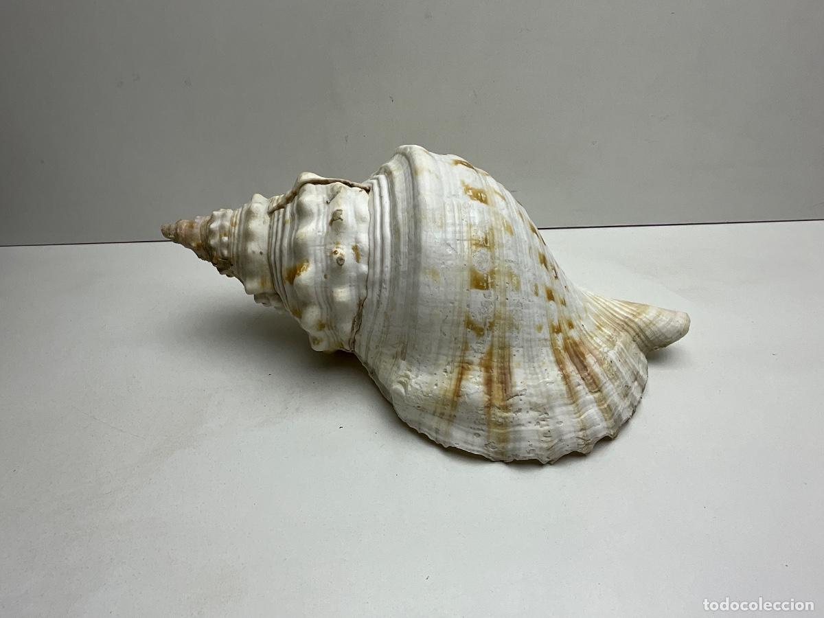 Coleccionismo de moluscos: CONCHA - CARACOLA MARINA GIGANTE 30 cm aprox. - CASSIS CORNUTA - MIRAR FOTOS ADICIONALES