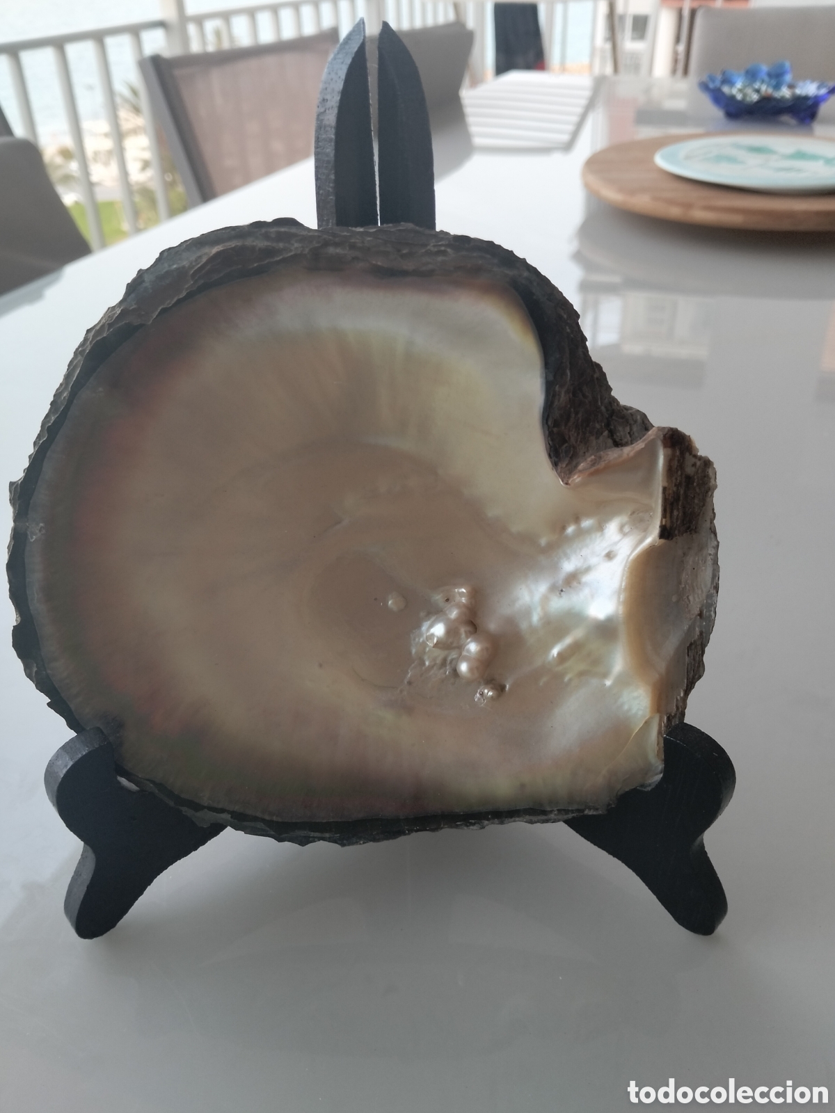 Coleccionismo de moluscos: Concha de Ostra Perlera de Labios Negros (Pinctada margaritifera) de 16 cm con Racimo de Perlas Natu