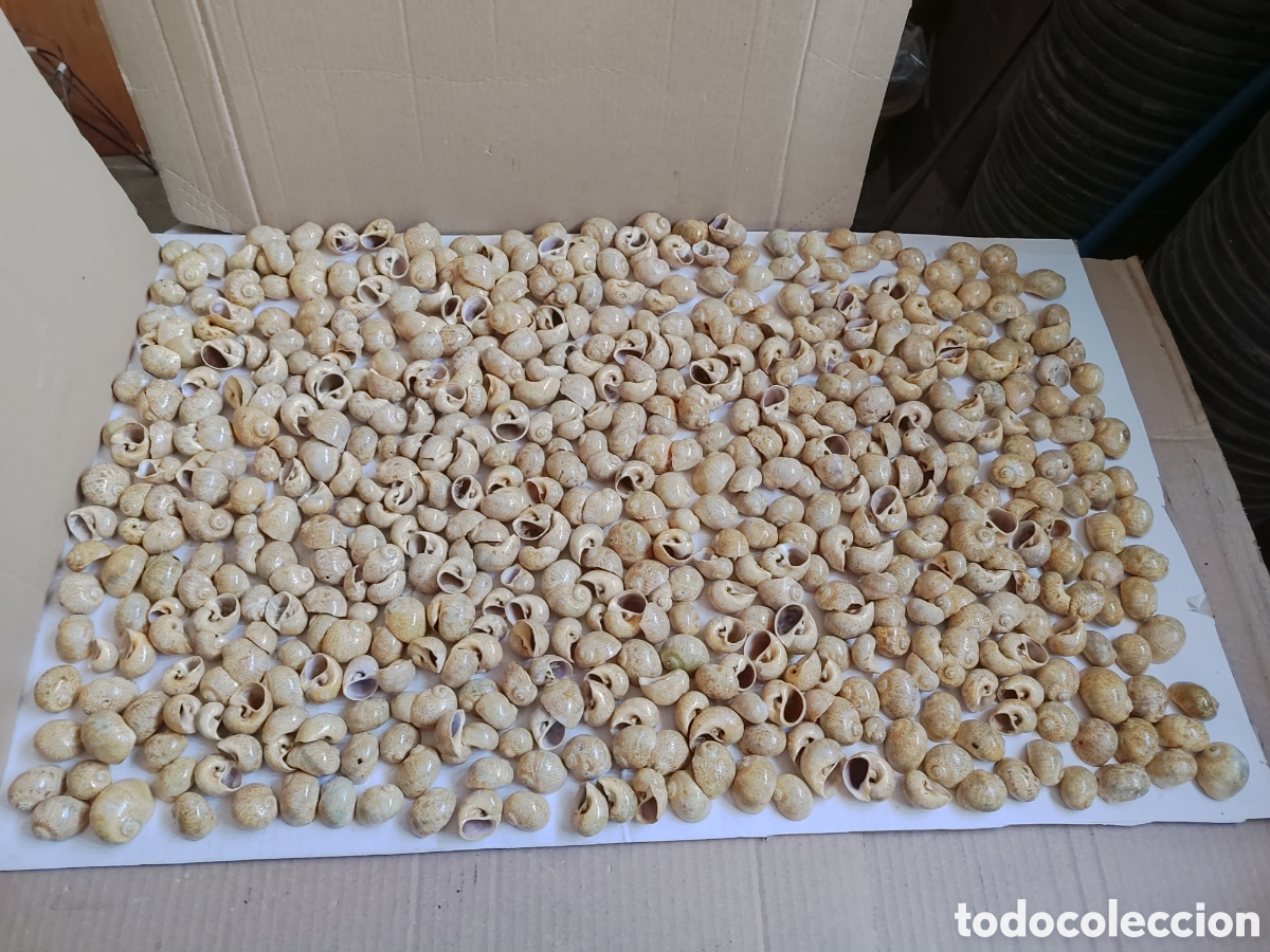 Molluscs collecting: Lotazo caracoles de mar 3kgs.limpios y relucientes de distintos tama&ntilde;os