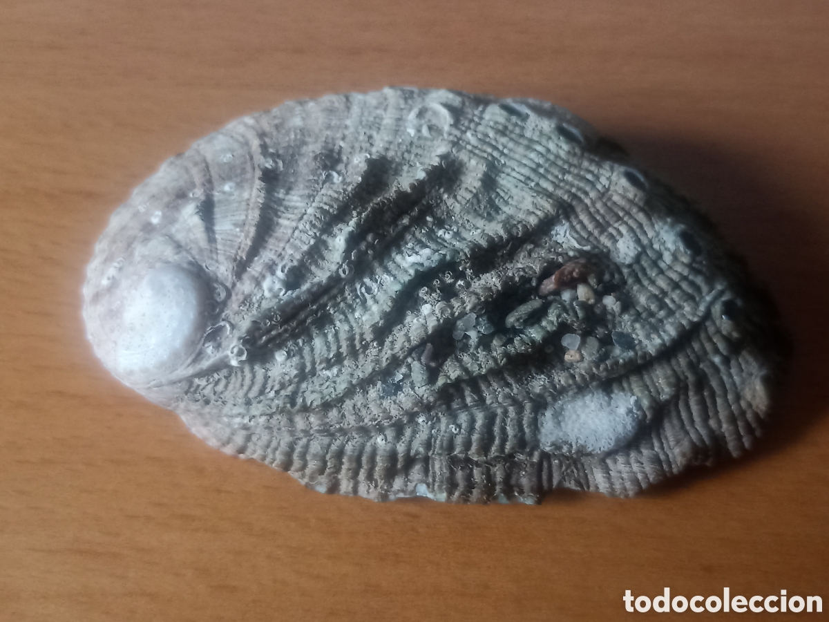 Coleccionismo de moluscos: Oreja de mar peque&ntilde;a - Foto 2
