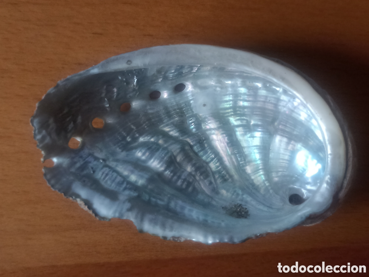 Coleccionismo de moluscos: Oreja de mar peque&ntilde;a - Foto 3