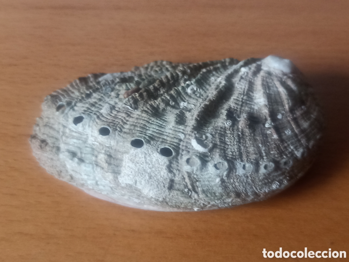Colecionismo de moluscos: Oreja de mar peque&ntilde;a