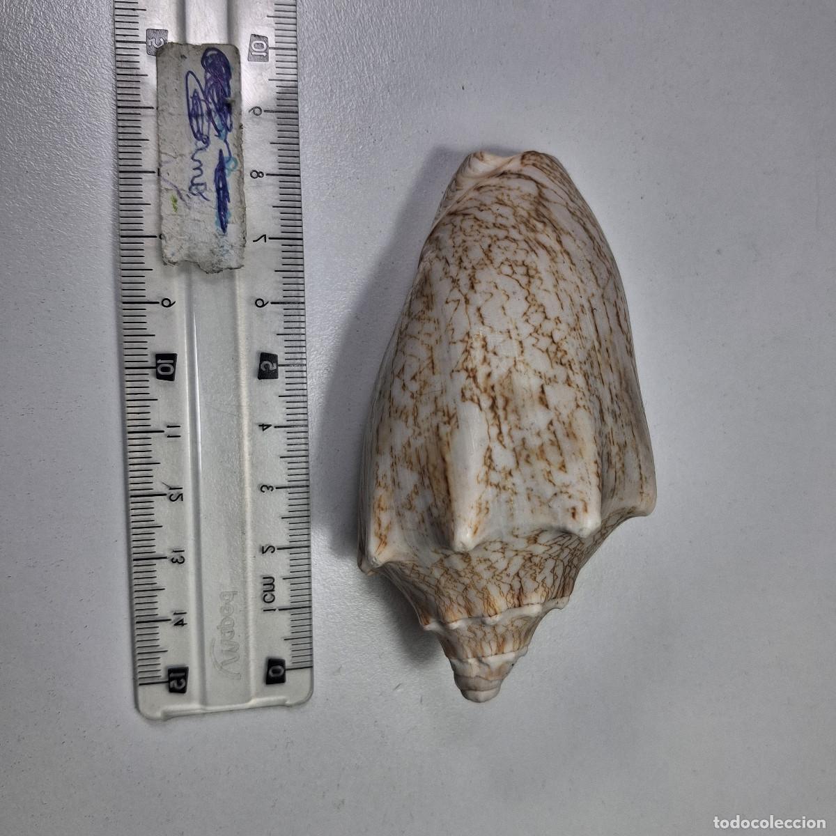 Coleccionismo de moluscos: CONCHA DE MAR NATURAL VOLUTA CYMBIOLA NOBILIS - CARACOLES MARINOS DE COLECCI&Oacute;N 9CM