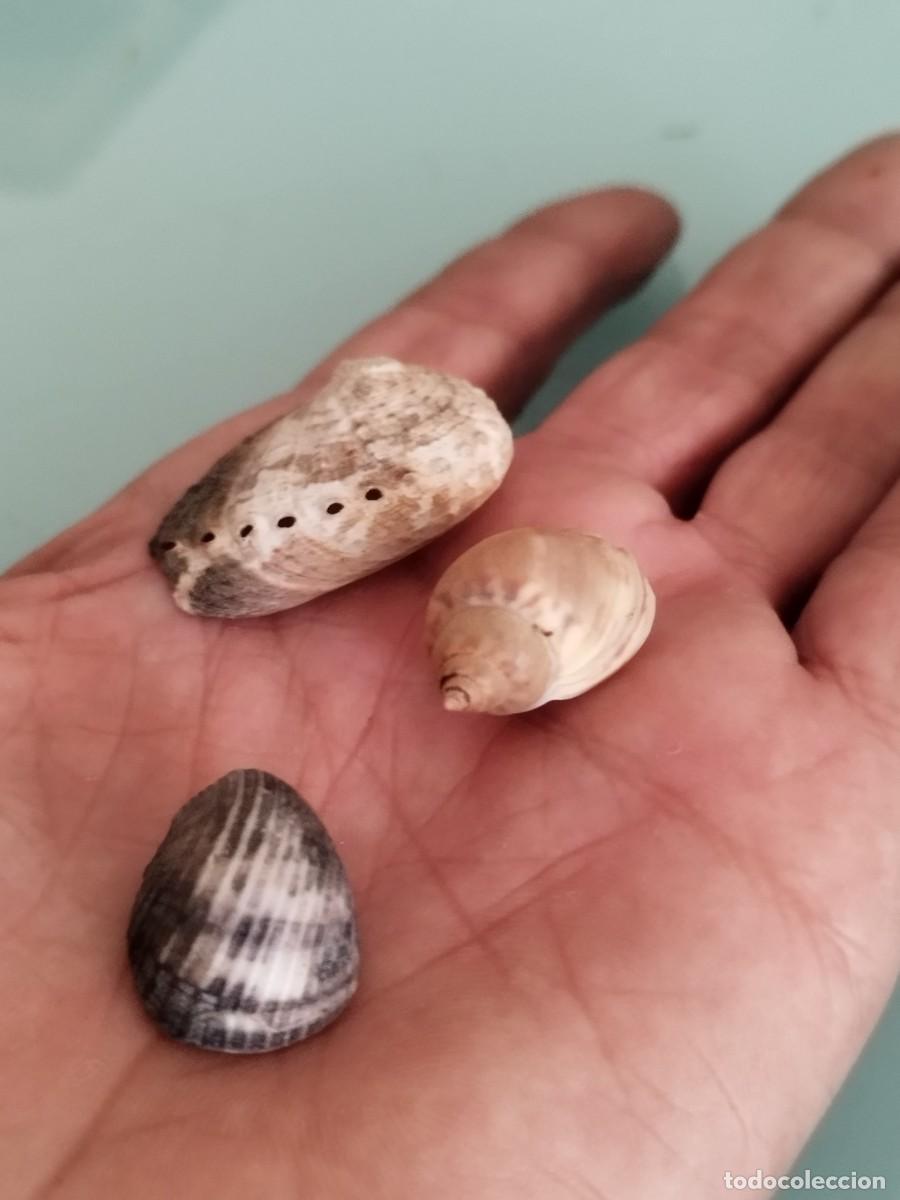 Sammlung von Weichtieren: Conjunto de tres caracolas, conchas de.mar.