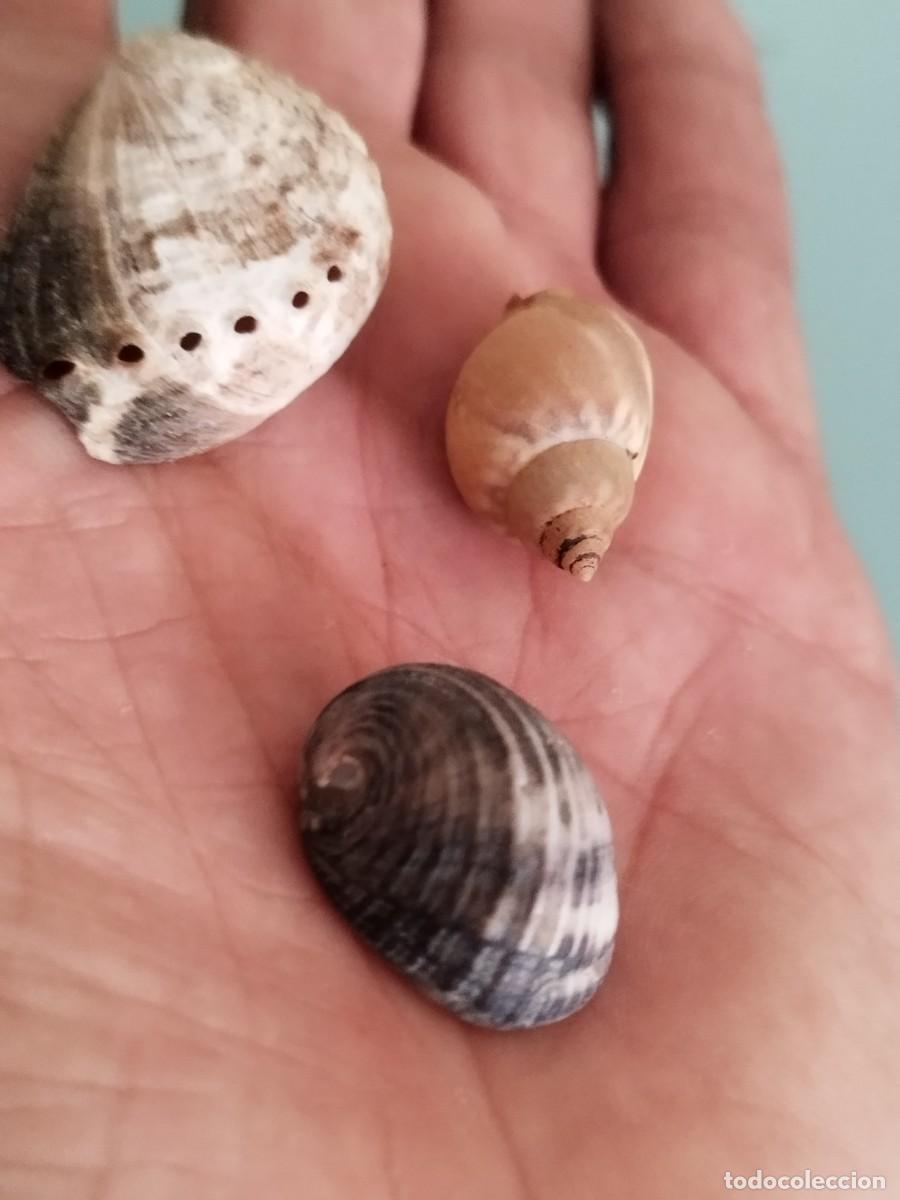 Coleccionismo de moluscos: Conjunto de tres caracolas, conchas de.mar. - Foto 2