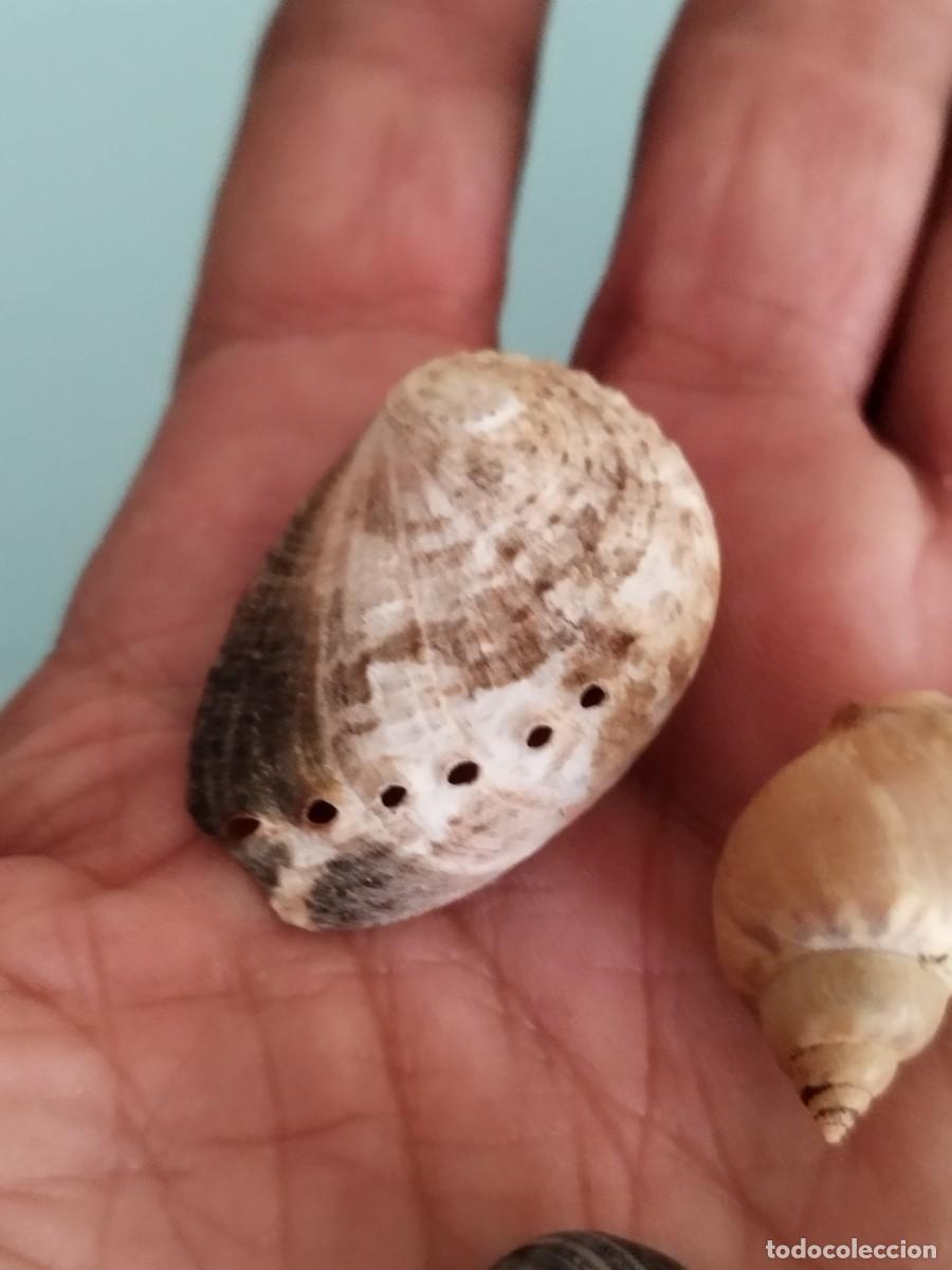 Coleccionismo de moluscos: Conjunto de tres caracolas, conchas de.mar. - Foto 3