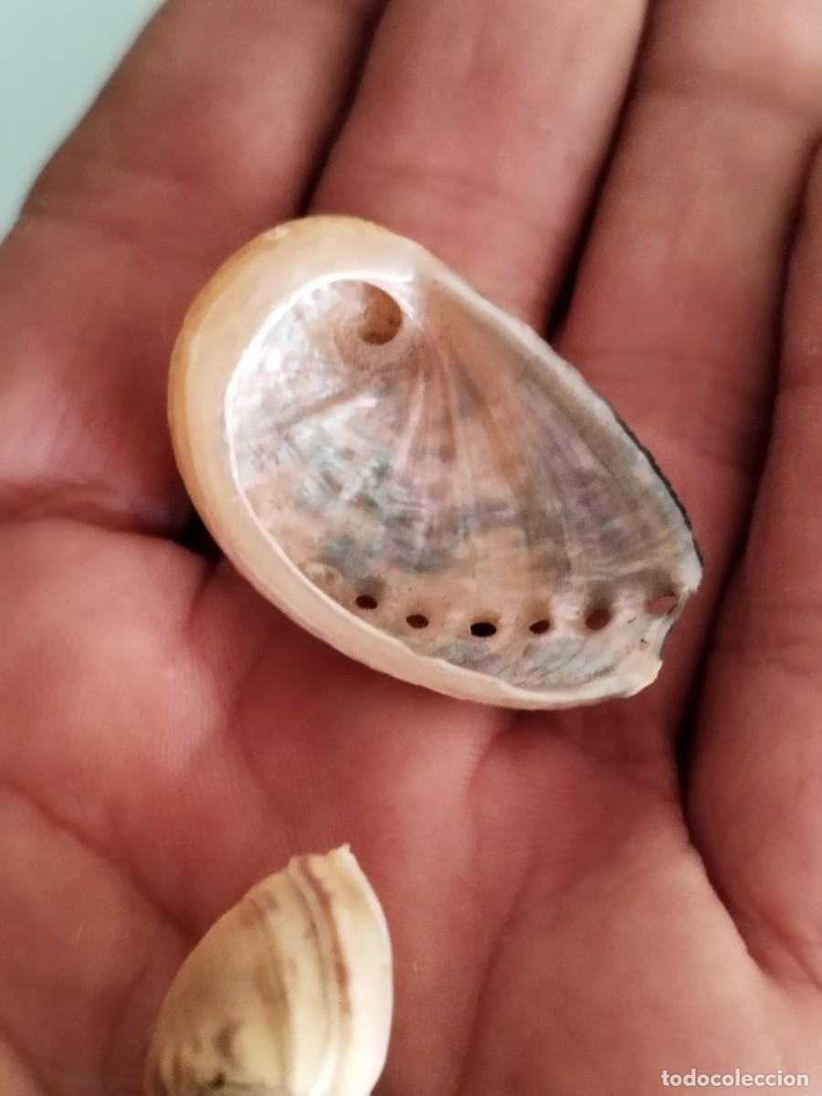 Coleccionismo de moluscos: Conjunto de tres caracolas, conchas de.mar. - Foto 4