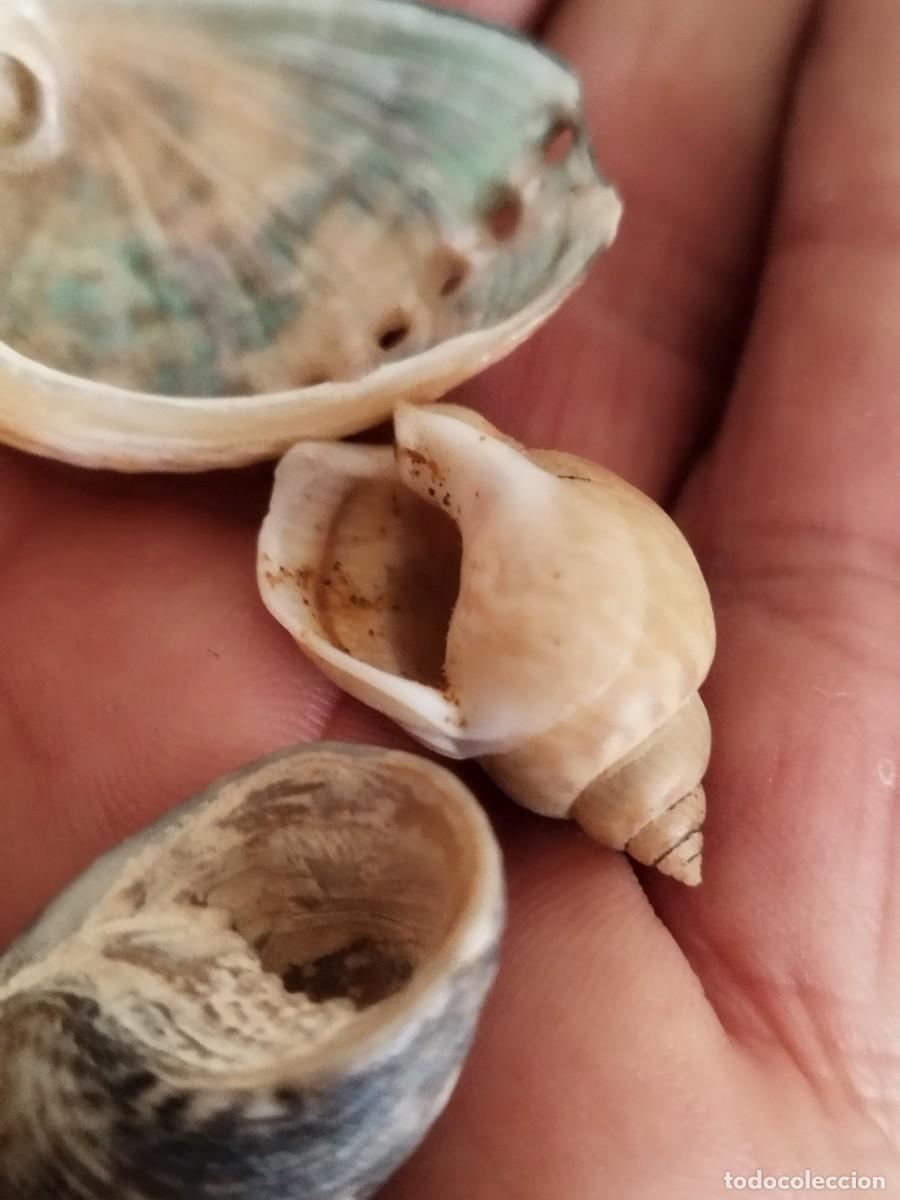 Coleccionismo de moluscos: Conjunto de tres caracolas, conchas de.mar. - Foto 5