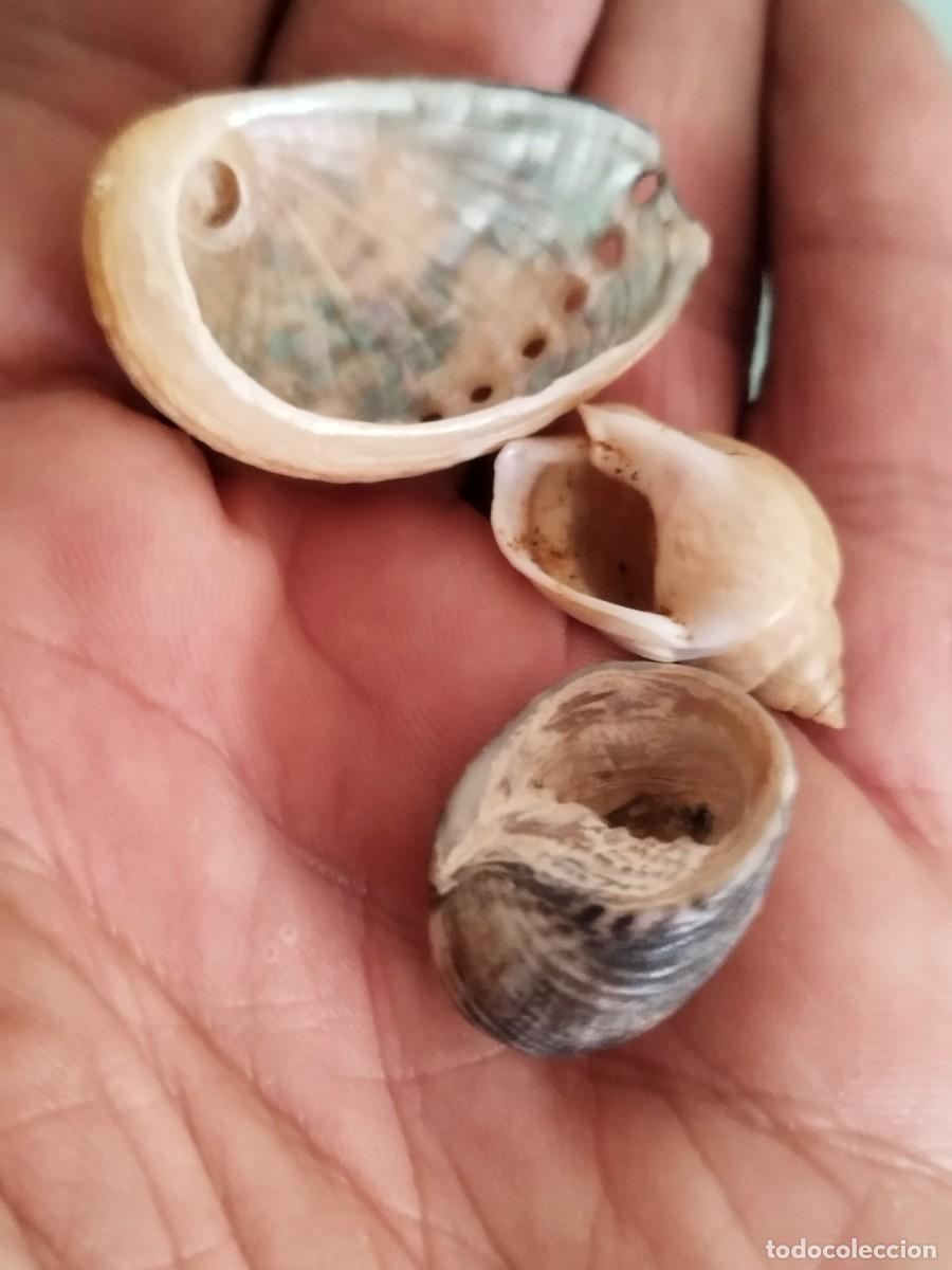Coleccionismo de moluscos: Conjunto de tres caracolas, conchas de.mar. - Foto 6