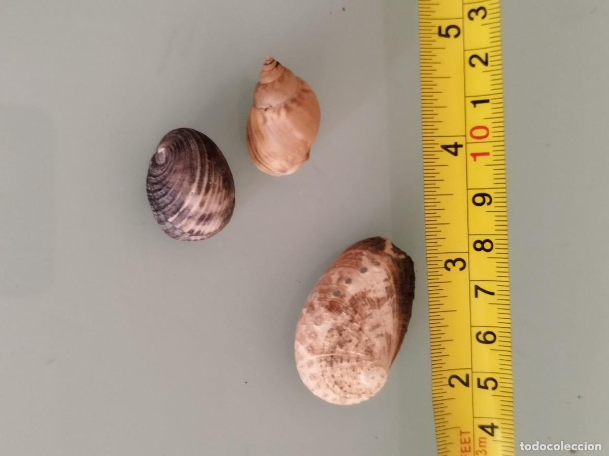 Coleccionismo de moluscos: Conjunto de tres caracolas, conchas de.mar. - Foto 7