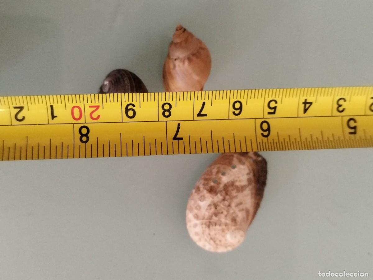 Coleccionismo de moluscos: Conjunto de tres caracolas, conchas de.mar. - Foto 8