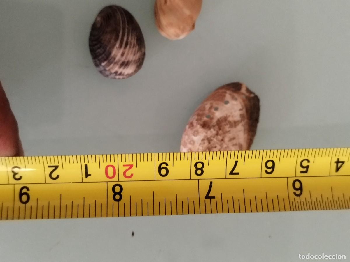 Coleccionismo de moluscos: Conjunto de tres caracolas, conchas de.mar. - Foto 9